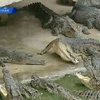 Вьетнамские школы закрыли из-за массового побега крокодилов с фермы