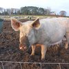 В Черкасской области свиней так обогрели, что они погибли