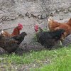 В Бельгии восемь тысяч кур попали в автокатастрофу