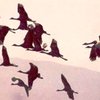 В небе над Хакасией птицы устроили "разбор полетов", не поделив маршрут