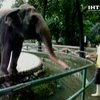 Слониха из зоопарка Манилы стала суперзвездой