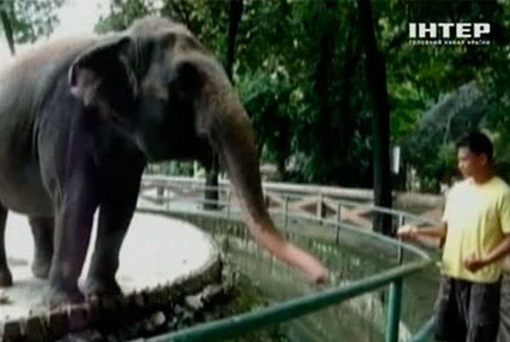 Слониха из зоопарка Манилы стала суперзвездой