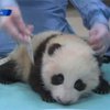 В зоопарке Сан-Диего сняли первые шаги детеныша гигантской панды