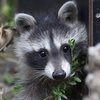 В американском зоопарке злобные шимпанзе избили енота