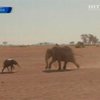 В кенийском национальном парке слоненка вытащили из ямы и вернули к маме
