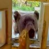 Сибирский медведь пришел полакомиться "печеньками" у вахтера