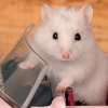Американская полиция приютила хомяка пьяной женщины