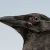 В России вороны забросали камнями машины депутатов