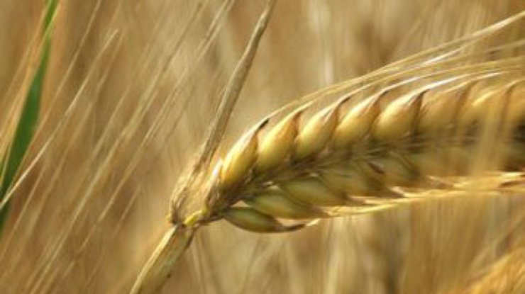 Украина запретит экспорт пшеницы, - западные СМИ