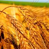 ЕС разочарован прекращением экспорта украинской пшеницы