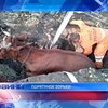 Донецкие спасатели вытянули корову из колодца