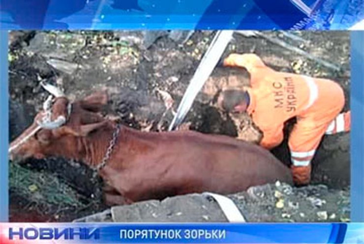 Донецкие спасатели вытянули корову из колодца