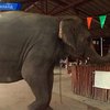 Тайские слоны получают пенсию