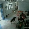 Дикий кабан привел в ужас китайских офисных работников