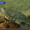 Из Петропавловского ботсада украли 80-летнюю красноухую черепаху