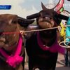 В Таиланде прошли гонки на быках