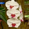 Кубинские ученые обсудили спасение редких видов орхидей
