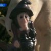Животные зоопарка в Сан-Диего получили подарки в честь Хэллоуина