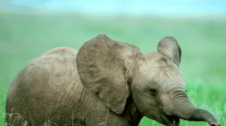 В южнокорейском зоопарке заговорил слон