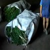 В Запорожье работники СБУ сожгли полтонны марихуанны
