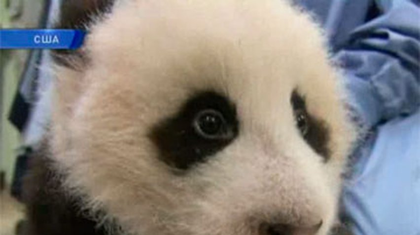 У детеныша панды из зоопарка Сан-Диего прорезался первый зуб