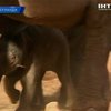 В голландском зоопарке неожиданное пополнение: Там родился слоненок