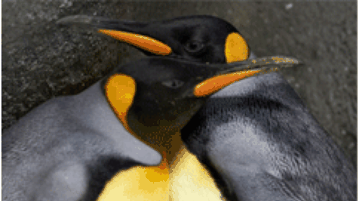 В датском зоопарке пингвины-геи растят приемного птенца