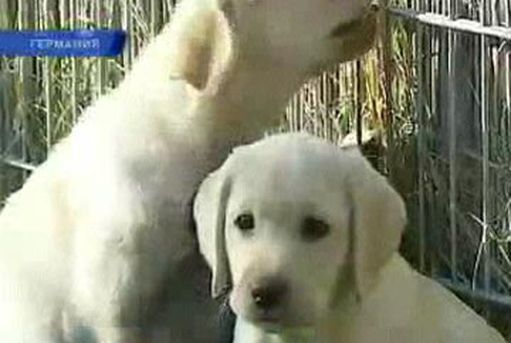 В Украине не тренируют собак-поводырей