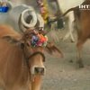 В Индии провели праздник коров