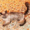Медведев подарит котенка бывшему президенту Финляндии