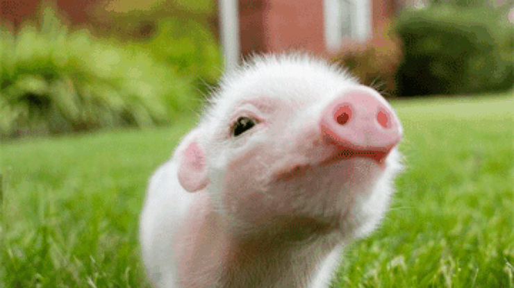 Свиньи действительно почти не отличаются от людей, - ученые