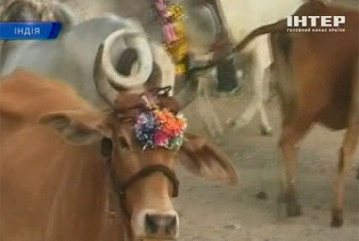 В Индии провели праздник коров