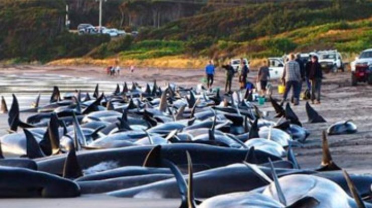Дельфины совершили массовое самоубийство в Новой Зеландии