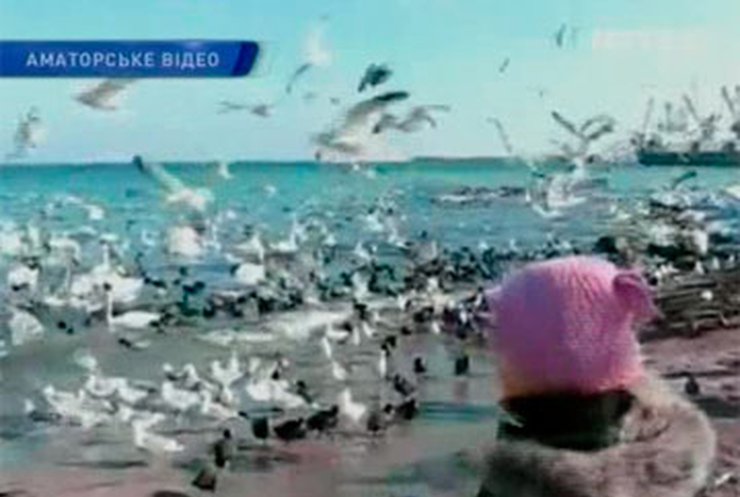 Перелетные птицы променяли южные края на Крым