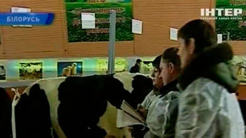Белорусы выбрали лучшую корову
