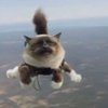 Страховая компания "выбросила" котов с парашютом ради рекламы