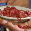 В Мексике набирает популярность гастрономический туризм