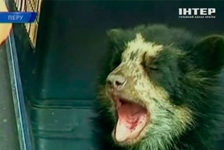 Перуанские лесники спасли редкого медвежонка от браконьеров