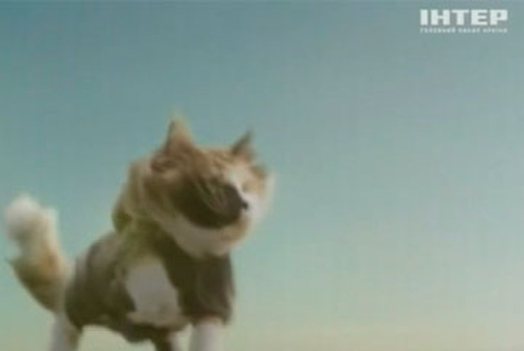 Десятки котов прыгнули с парашютом для рекламы страховой фирмы