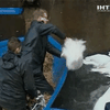 Власти Гамбурга переселяют лебедей на зимовку