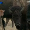 В США начали разводить бизонов