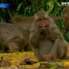 В Таиланде устроили банкет для обезьян