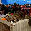 В Киеве прошла выставка диковинных кошек