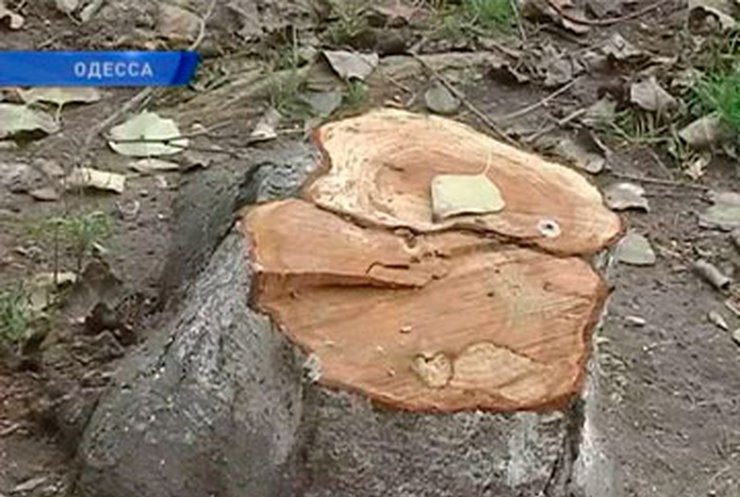В Одессе застройщики, не имеющие прав на землю, вырубили деревья в "Аркадии"