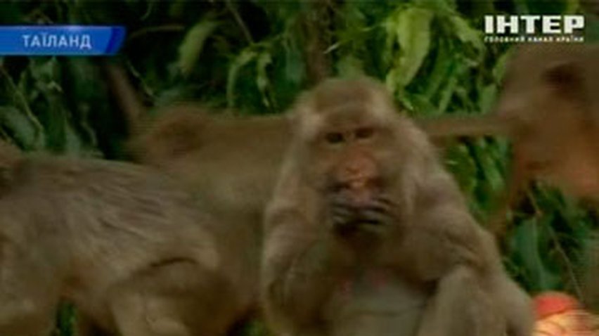 В Таиланде устроили банкет для обезьян