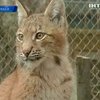 В черкасском зоопарке появились двое котят европейской рыси