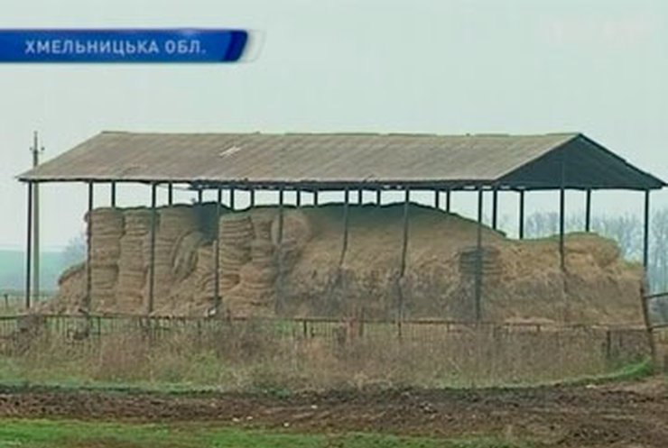 Жители села на Хмельнитчине 7 лет не могут забрать своих коров из общего хлева