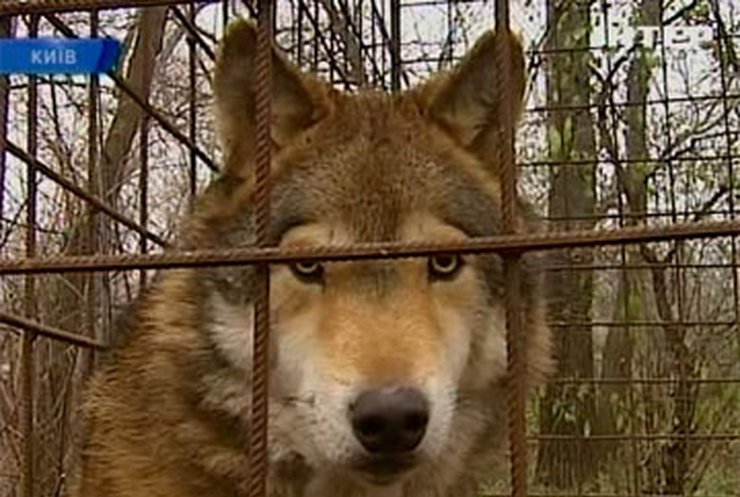 В киевском ресторане дикого волка держат в клетке для развлечения посетителей