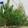 Киевляне смогут купить новогодние елки с середины декабря