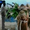 В Индии открылась ярмарка верблюдов